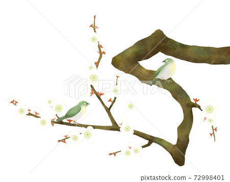 White plum blossoms and white-eyes-there are multiple variations 72998401