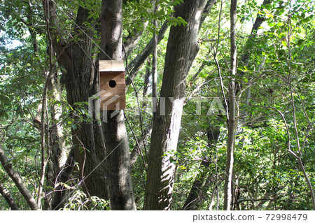 Birdhouse on the promenade 72998479