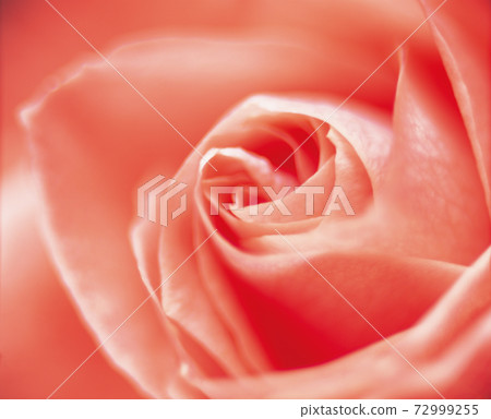 Rose of pink 72999255