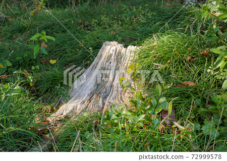 Sunbeams hit the stumps in the grassland 72999578