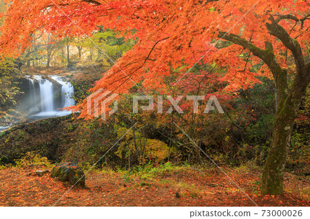 山梨_金山瀑布秋天的落葉 73000026