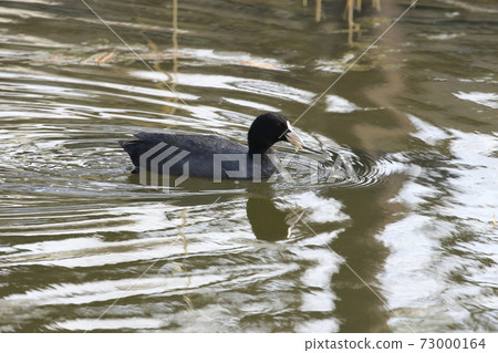 Coot looking for food 73000164
