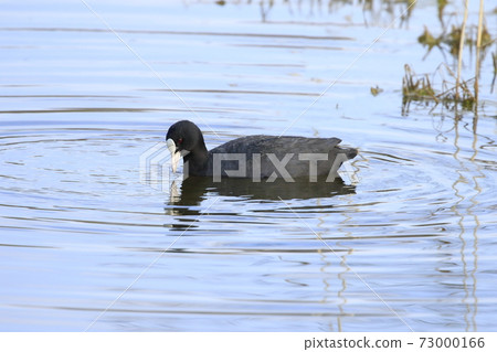 Coot looking for food Coot looking for food 73000166