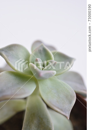 弗里德·艾夫斯 73000390