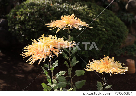 三朵量身定做的大菊花 三朵量身定做的大菊花 73000394