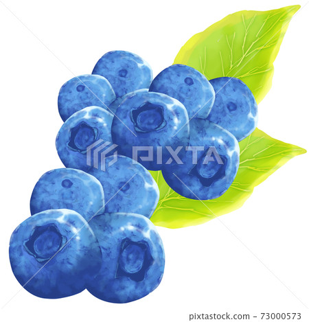 收穫的藍莓 73000573
