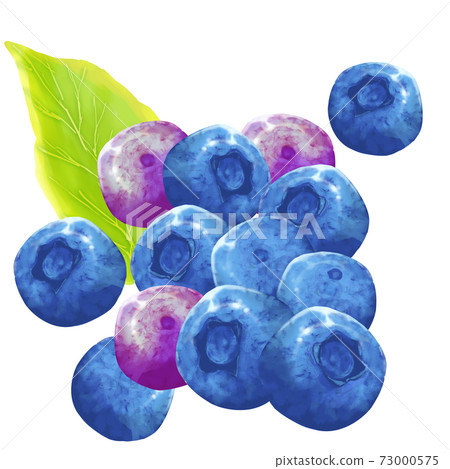 Blueberry fruit during harvest 73000575
