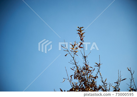 Winter / winter sky / tip of branch 73000595