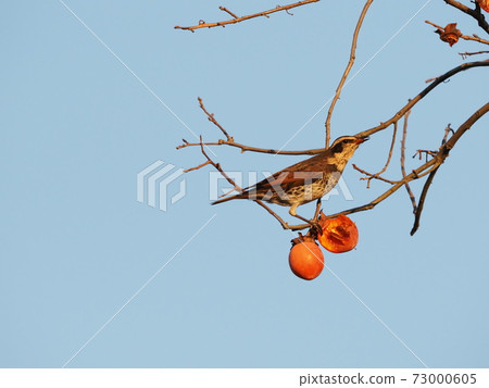 City park, thrush and persimmon fruit at dusk 73000605