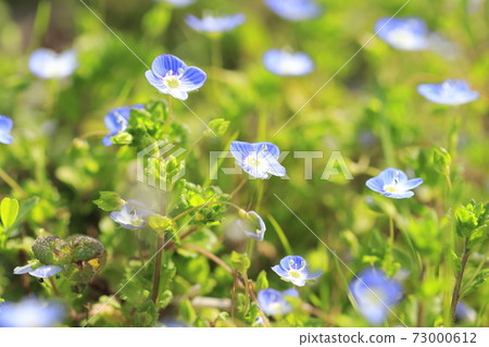 Spring flowers, Persian speedwell Spring flowers, Persian speedwell 73000612