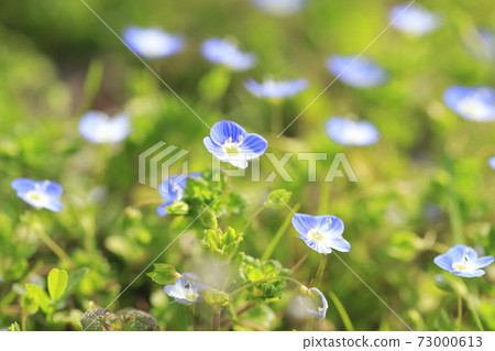 Spring flowers, Persian speedwell Spring flowers, Persian speedwell 73000613
