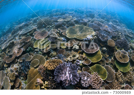 Okinawa underwater 73000989