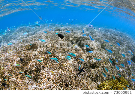 Okinawa underwater 73000991