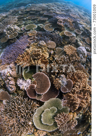 Okinawa underwater Okinawa underwater 73001009