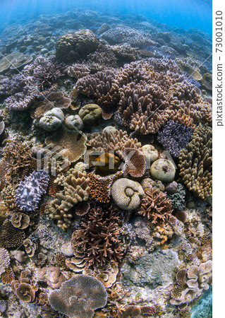 Okinawa underwater Okinawa underwater 73001010