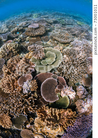 Okinawa underwater 73001011