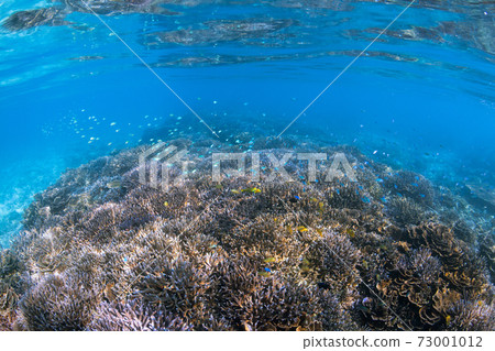 Okinawa underwater 73001012