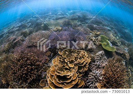 Okinawa underwater Okinawa underwater 73001013