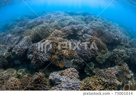 Okinawa underwater 73001014