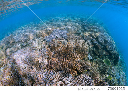 Okinawa underwater 73001015