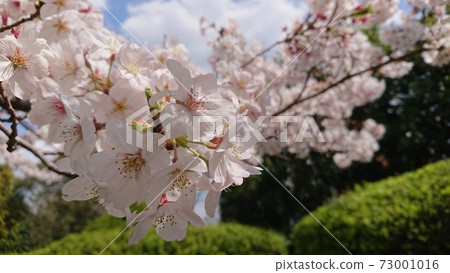 Cherry Blossoms	 73001016