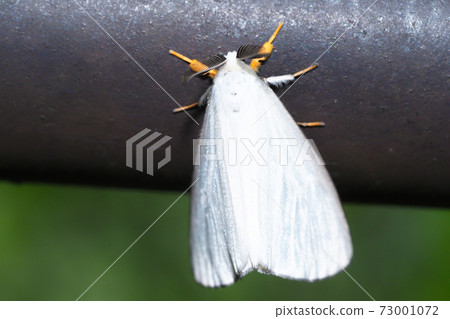 Kiashidokuga 73001072