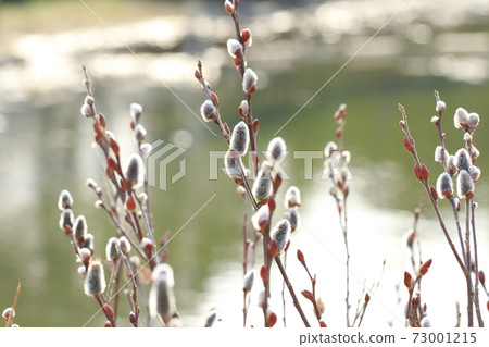 Spring scenery Nekoyanagi 73001215