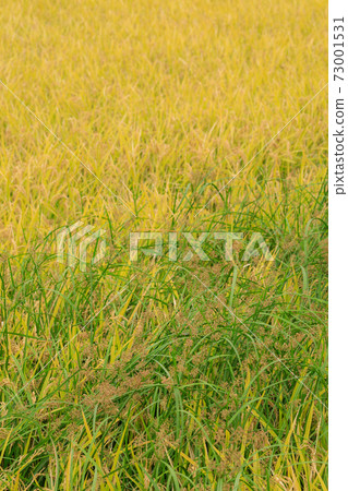 Agriculture_Image of overgrown Novie 73001531