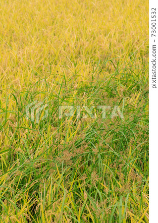 Agriculture_Image of overgrown Novie 73001532
