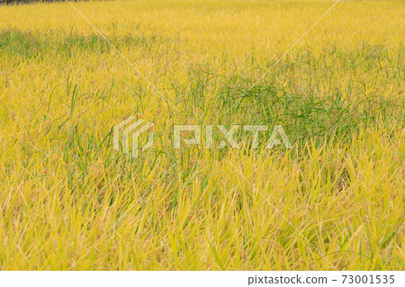 Agriculture_Image of overgrown Novie 73001535