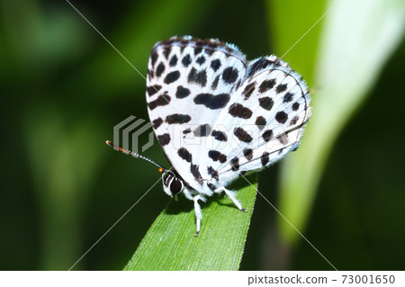 Goose Shimizu Goose Shimizu 73001650