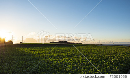 Winter of radish fields and cabbage fields, which are special products and specialties of Miura City, Kanagawa Prefecture, on the Shonan Miura Peninsula 73001966