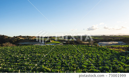 Winter of radish fields and cabbage fields, which are special products and specialties of Miura City, Kanagawa Prefecture, on the Shonan Miura Peninsula 73001999