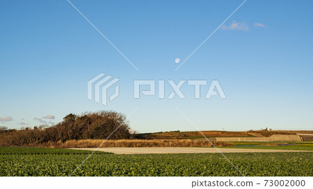 Winter of radish fields and cabbage fields, which are special products and specialties of Miura City, Kanagawa Prefecture, on the Shonan Miura Peninsula 73002000