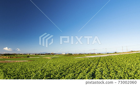 Winter of radish fields and cabbage fields, which are special products and specialties of Miura City, Kanagawa Prefecture, on the Shonan Miura Peninsula 73002060