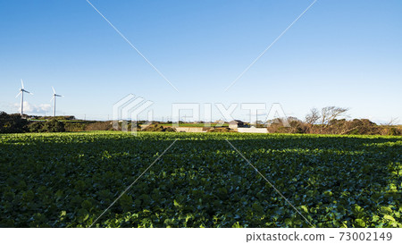 Winter of radish fields and cabbage fields, which are special products and specialties of Miura City, Kanagawa Prefecture, on the Shonan Miura Peninsula Winter of radish fields and cabbage fields, which are special products and specialties of Miura City, Kanagawa Prefecture, on the Shonan Miura Peninsula 73002149