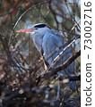grey heron sleeping on a tree 73002716