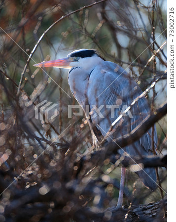 grey heron sleeping on a tree grey heron sleeping on a tree 73002716