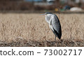 grey heron with open mouth basking in the sun 73002717