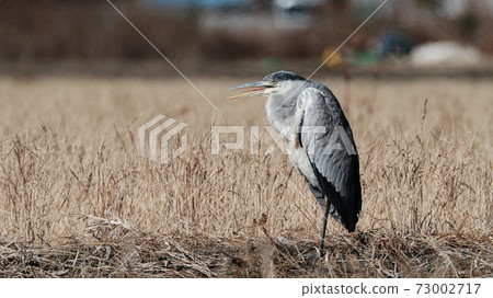 grey heron with open mouth basking in the sun grey heron with open mouth basking in the sun 73002717