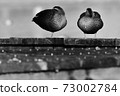 two female ducks resting on a pier 73002784