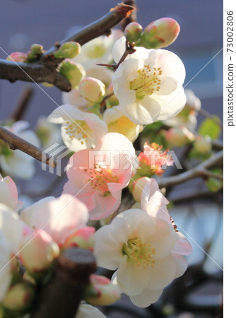 廣島的炸彈樹“三野神社的散景”花 73002806