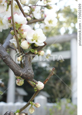 廣島的炸彈樹“三野神社的散景”花 廣島的炸彈樹“三野神社的散景”花 73002809