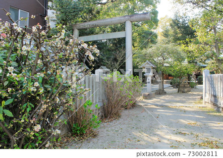 廣島的炸彈樹“三野神社的散景” 廣島的炸彈樹“三野神社的散景” 73002811
