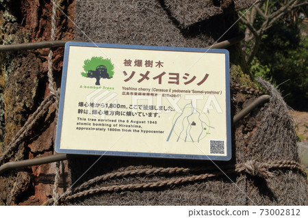 廣島的炸彈樹板“三洋文德傳的Somei Yoshino” 廣島的炸彈樹板“三洋文德傳的Somei Yoshino” 73002812