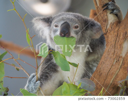 Koalas that are too delicious to eat grass with a straight face 73002859