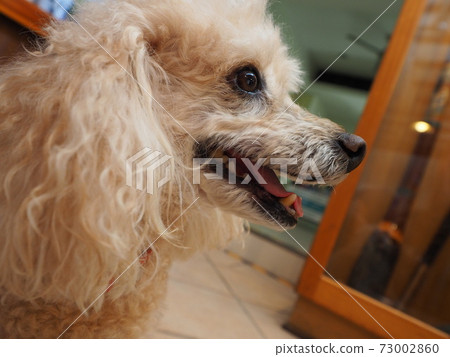 Dog staring at tomorrow 73002860