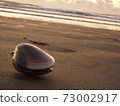 Kujukuri beach clams 73002917