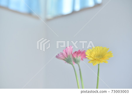 Window Gerbera flowers 73003003