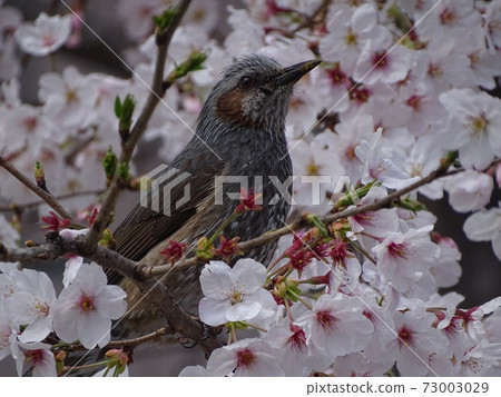 Bulbul staying on a branch of cherry blossoms in full bloom Bulbul staying on a branch of cherry blossoms in full bloom 73003029